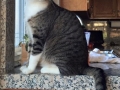 sphinx4