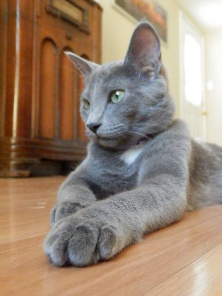 Suni Adopted