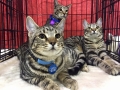 oliver-sloopy-tacey