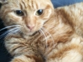 timmie3