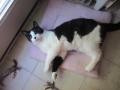 tuffy2