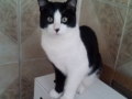 tuffy4
