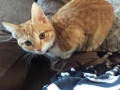 tyger2