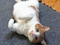 vito2