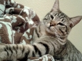 willow2