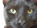 willy1