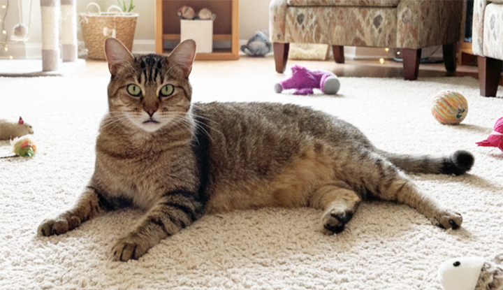 Shirla – Adult Female