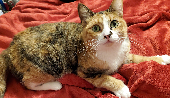 Primrose – Adult Female
