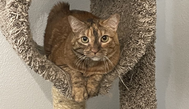 Kitty Devore Rescue No Friendly Left Behind