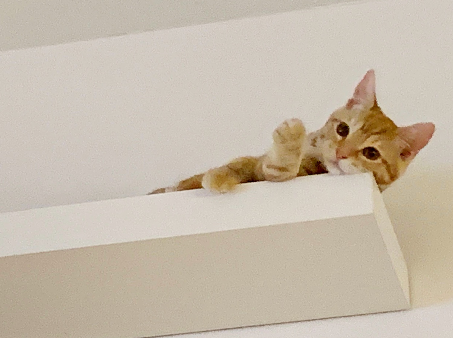 Truffle Adopted! Kitty Devore Rescue