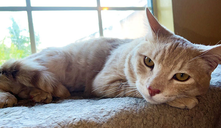 Chester – Adult Male
