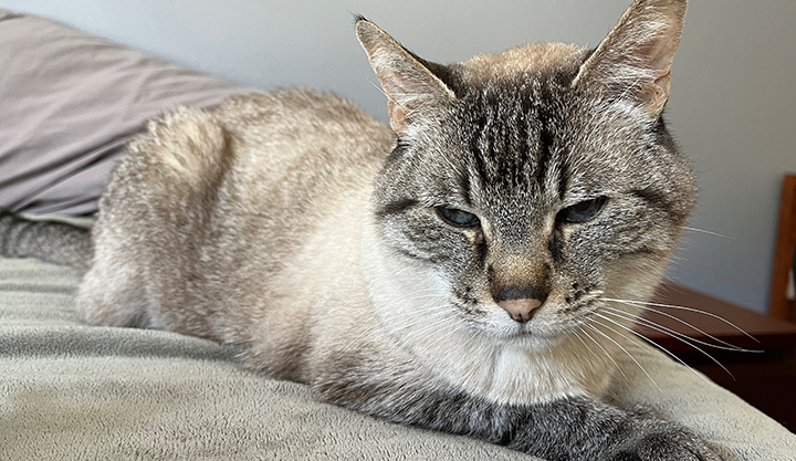 Zinger – Senior Declawed Male