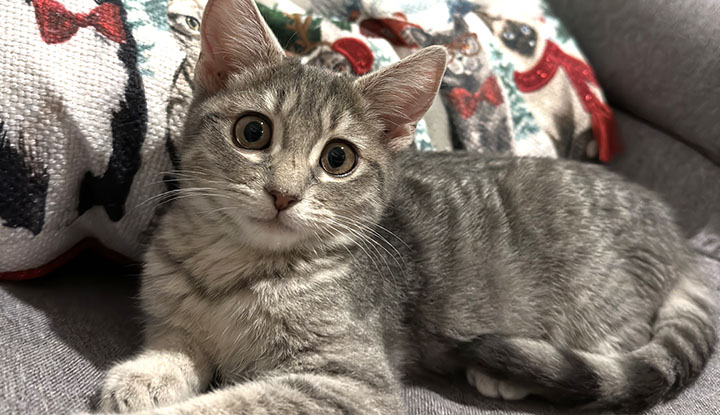 Jannie – Adult Female
