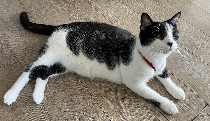 Leonhard – Adult Male