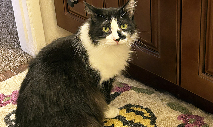 Eclypse – Adult Male