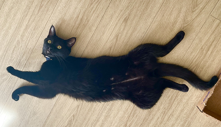 Rustie – Adult Male