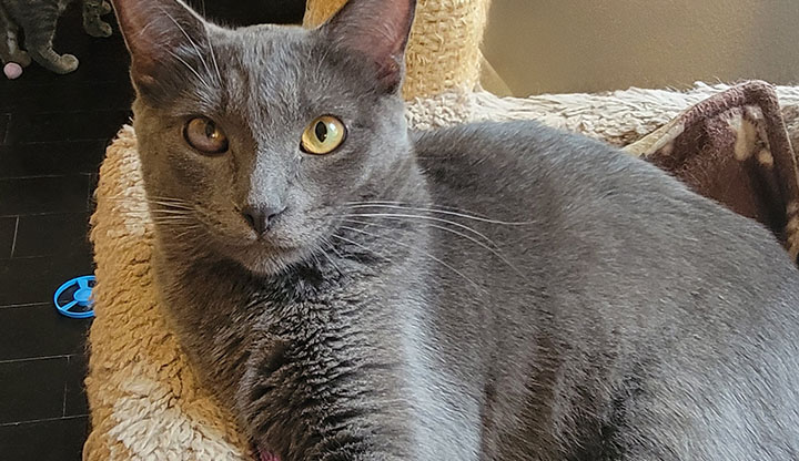 Concord – Young Female