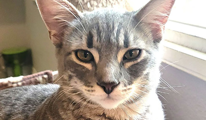 Darlington aka Mr. Wobbles – Young Male