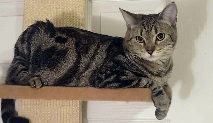 Daytona – Adult Female