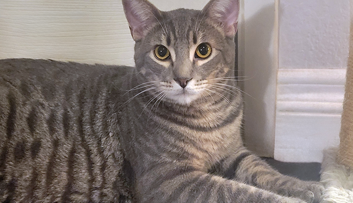 Sonoma – Bonded Pair with Brother, Darlington – Adult Males