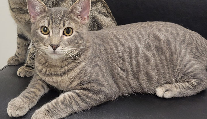 Sonoma – Young Male