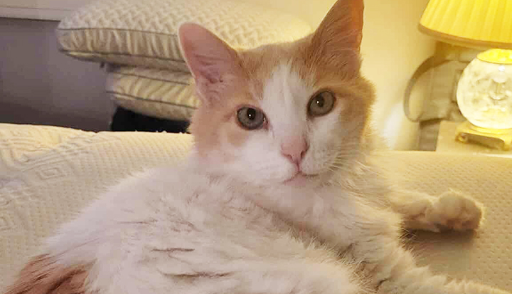 Gingersnap – Senior Female