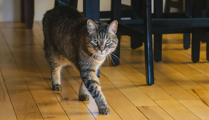 Stan the Man – Adult Senior