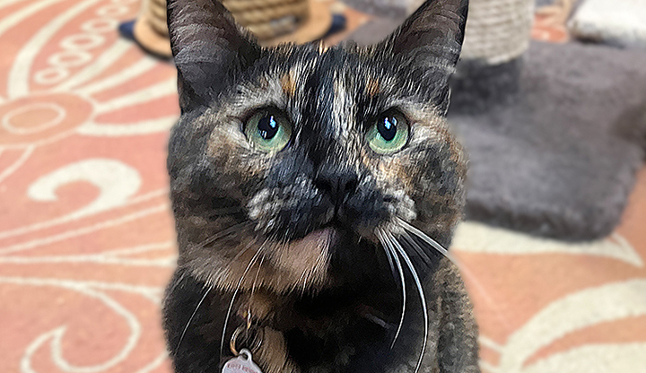 Mayra – Adult Female