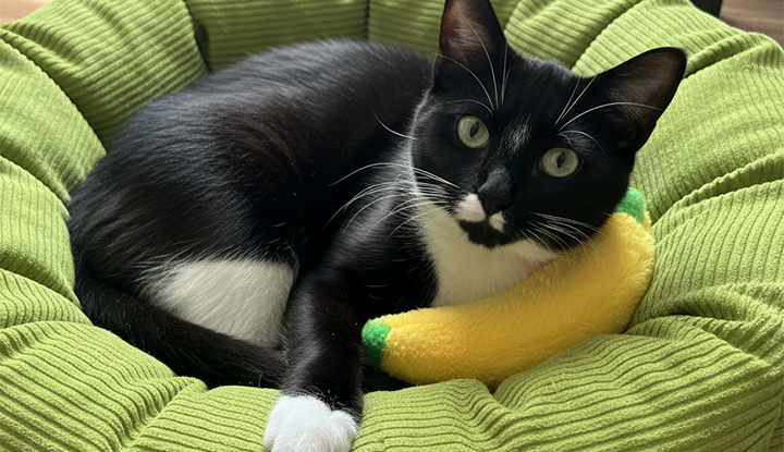 Wookie – Adult Male