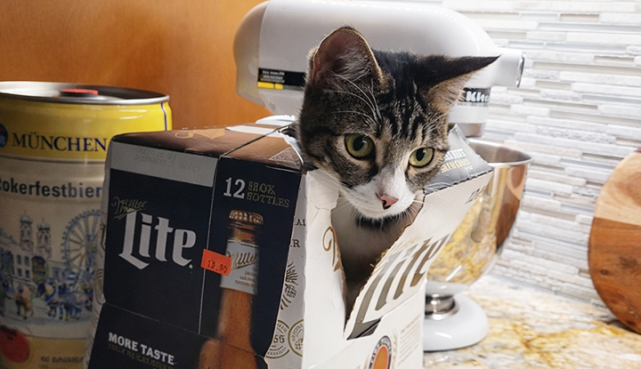 Alvin – Young Male