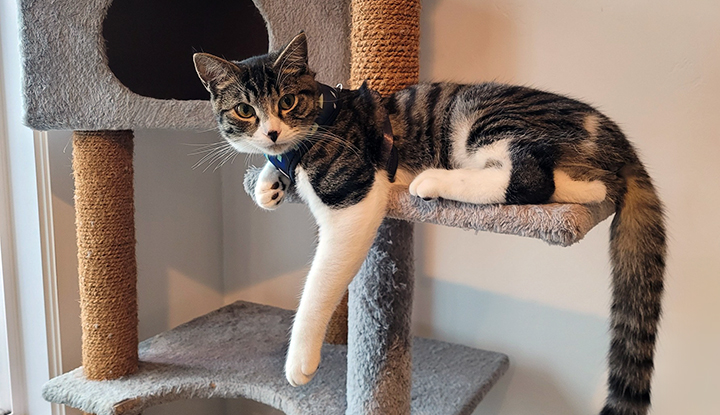 Alvin – Young Male