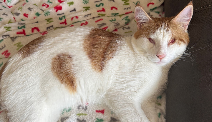 Clinton – Young Male